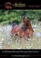 The Arabian Magazine Issue 62 - Paris/Stallion issue 2011