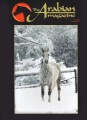 The Arabian Magazine Issue 18 - December 2006 
